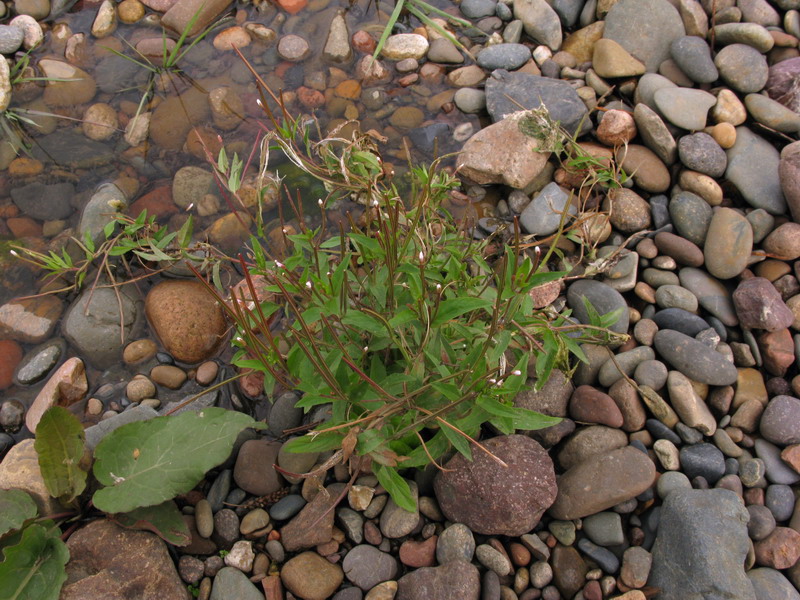 Image of Epilobium pseudorubescens specimen.