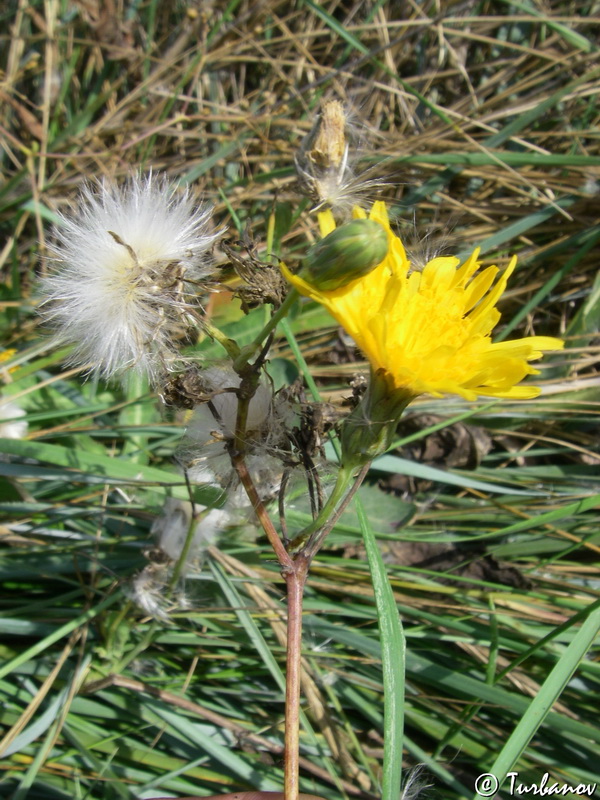 Image of Sonchus arvensis ssp. uliginosus specimen.