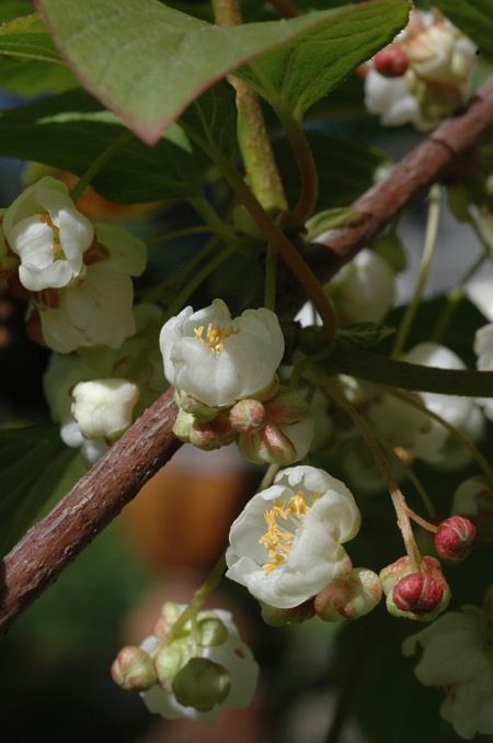 Изображение особи Actinidia kolomikta.