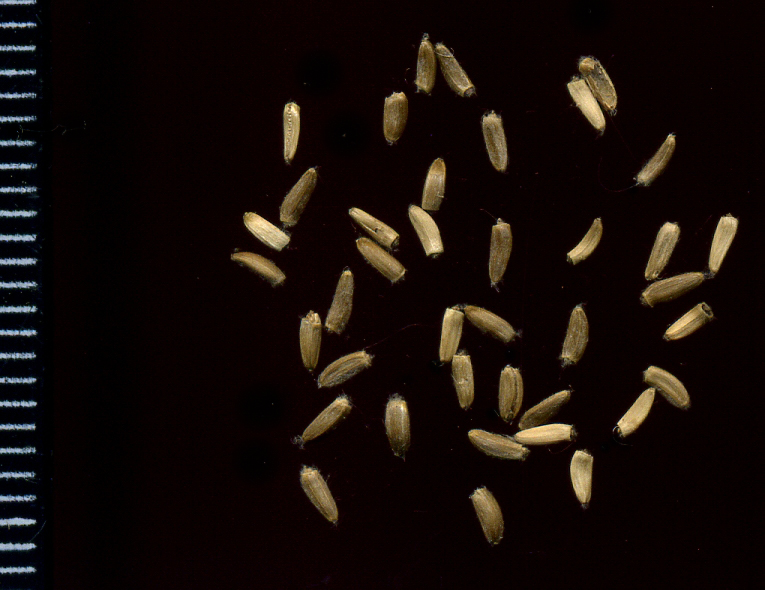 Семена бодяка полевого фото