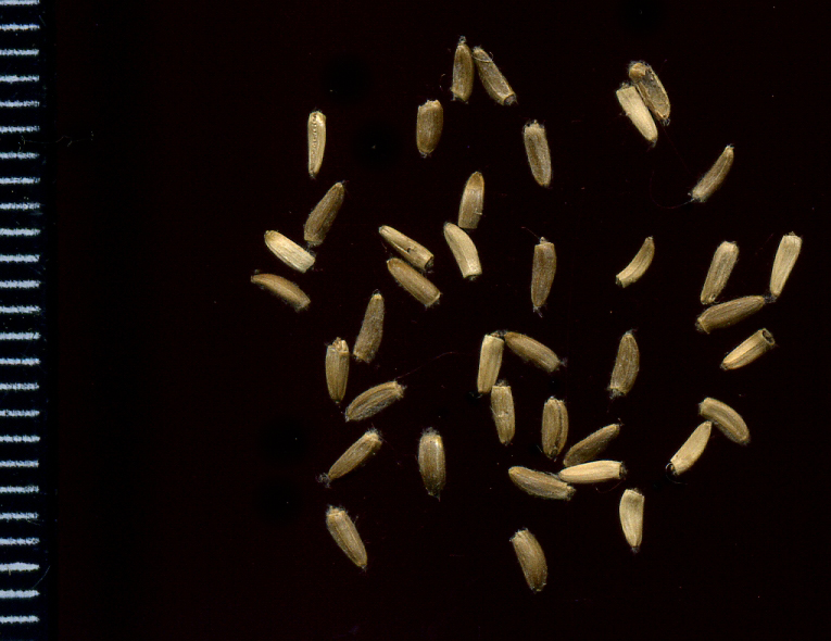 Image of Cirsium setosum specimen.