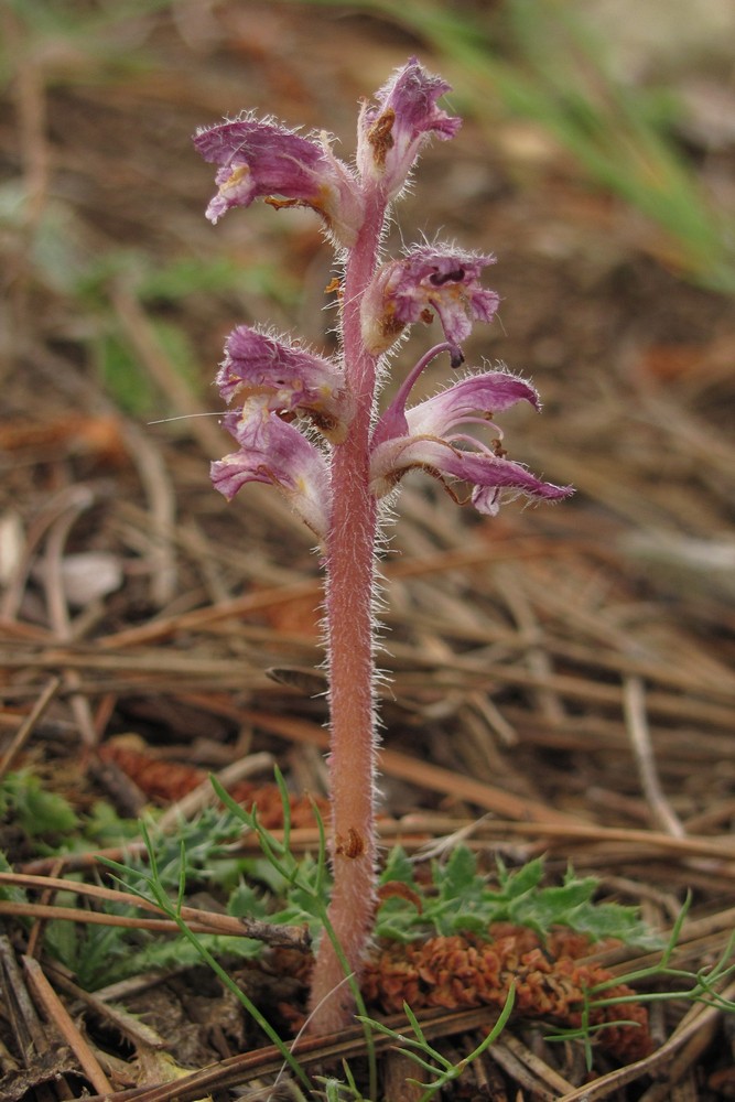 Image of Orobanche pubescens specimen.