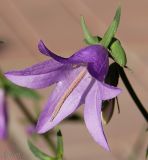 Campanula rapunculoides