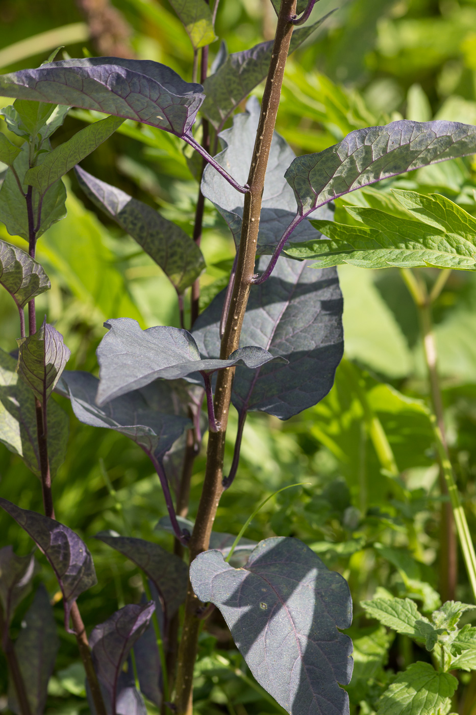 Image of Solanum kitagawae specimen.