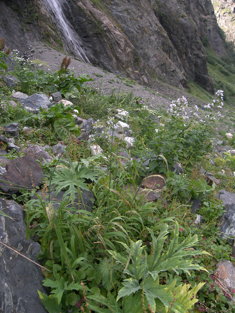 Image of Milium effusum specimen.