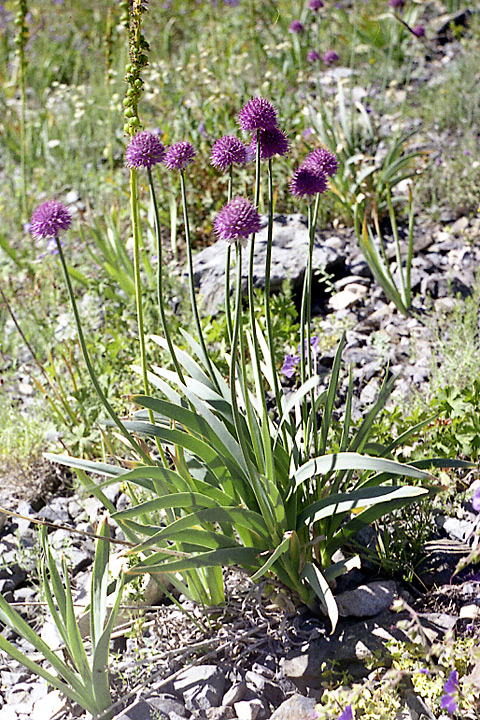 Image of Allium carolinianum specimen.