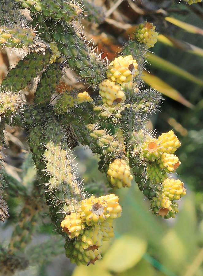 Изображение особи Cylindropuntia imbricata.