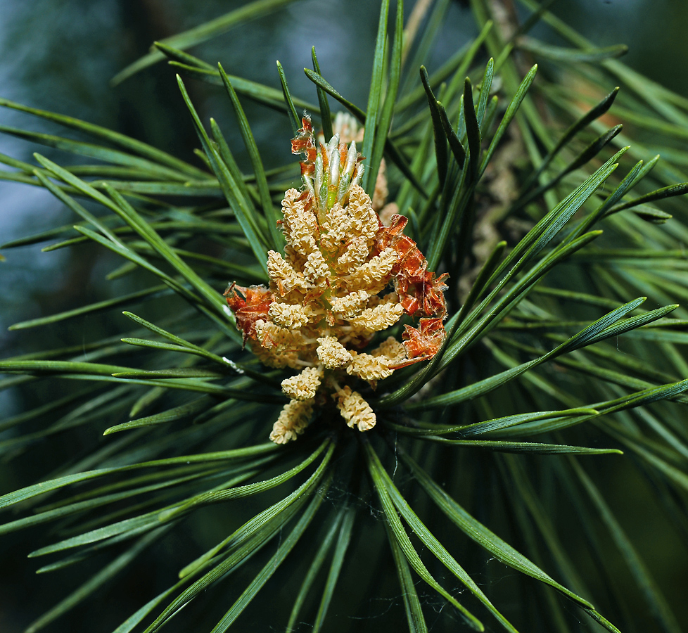 Image of Pinus sylvestris specimen.