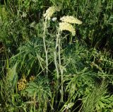 Aconitum barbatum. Цветущее растение. Иркутская обл., Иркутский р-н, левый берег р. Ангара. 22.07.2014.