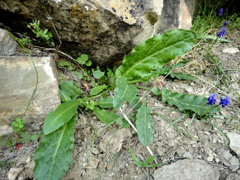 Image of Rumex tuberosus ssp. turcomanicus specimen.