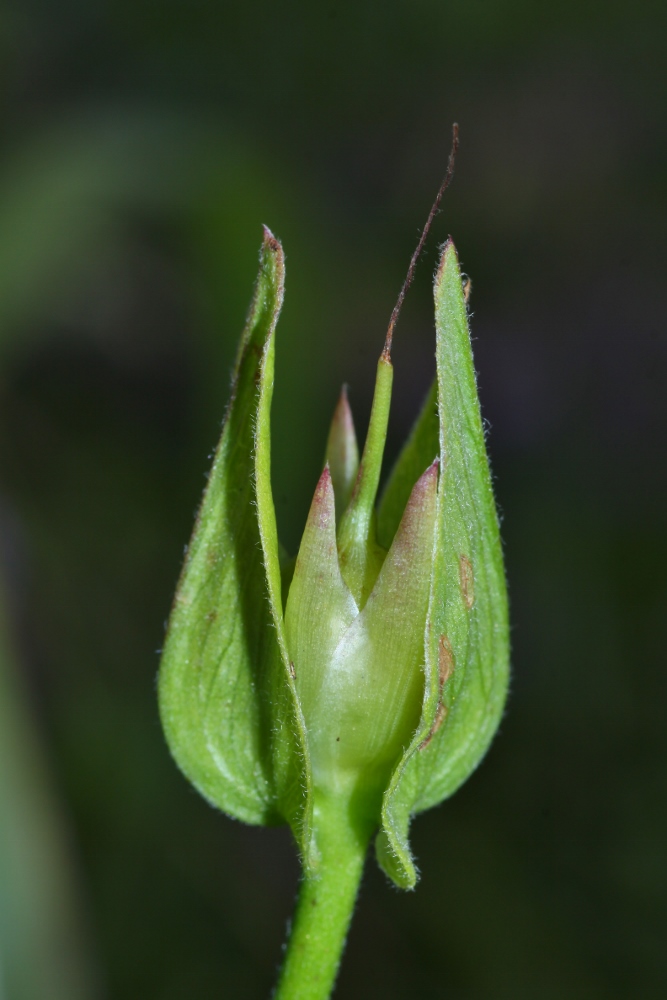 Image of Calystegia dahurica specimen.