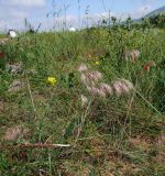 Anisantha tectorum. Плодоносящие растения. Израиль, северная часть Голанских высот. 02.06.2011.