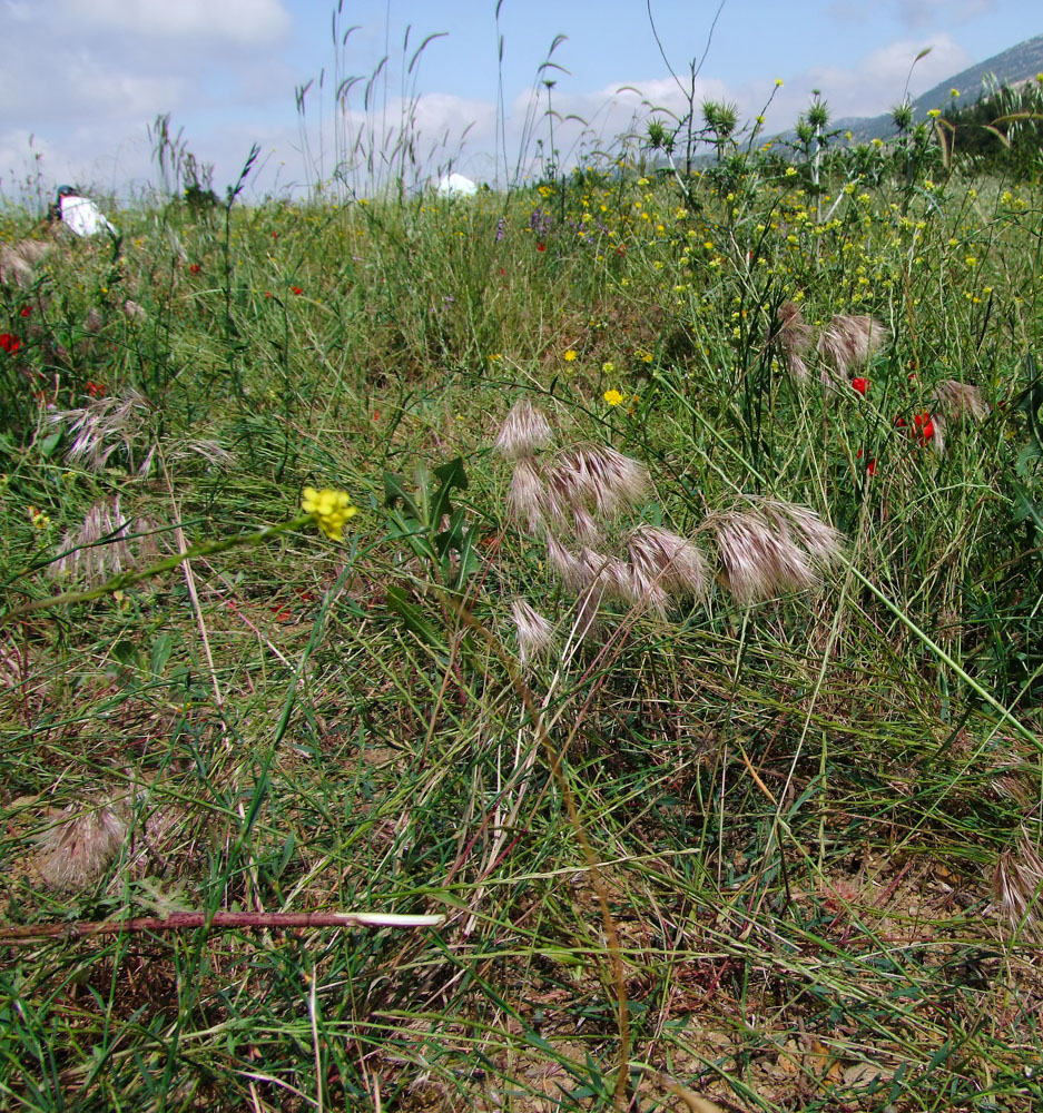 Image of Anisantha tectorum specimen.