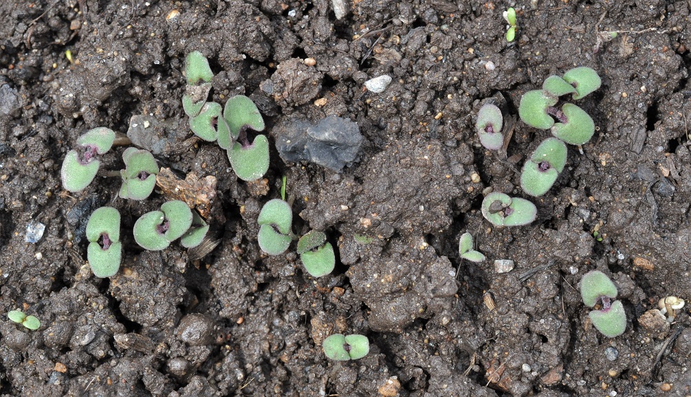 Image of Nepeta mussinii specimen.