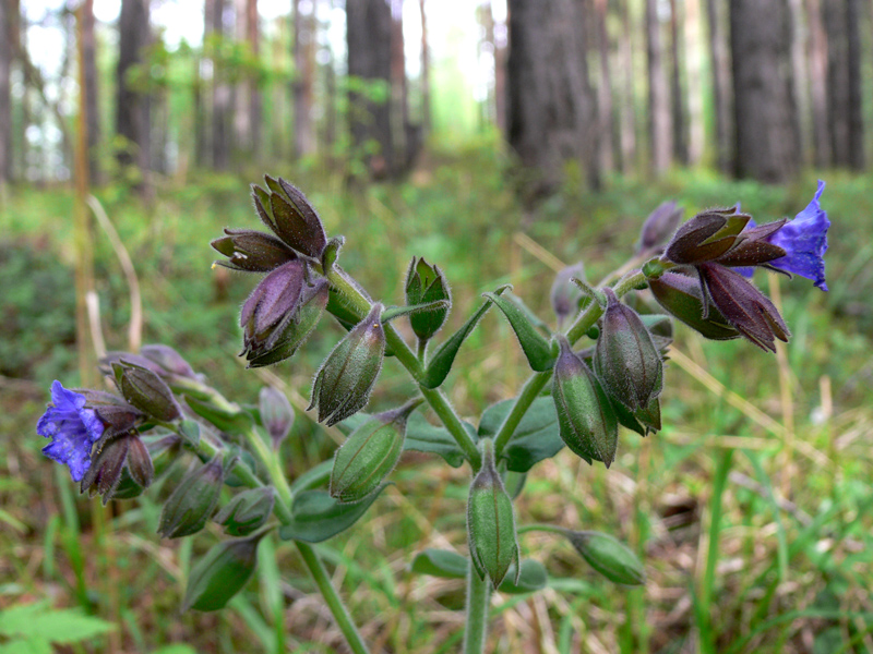 Image of Pulmonaria mollis specimen.