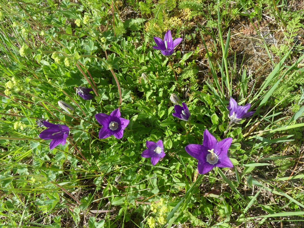 Image of Campanula aucheri specimen.