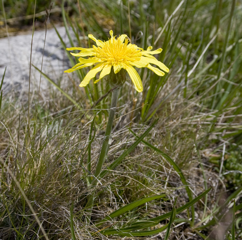 Image of Scorzonera radiata specimen.