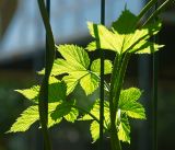 Humulus lupulus. Молодые листья. Московская обл., Раменский р-н, окр. дер. Хрипань, садовый участок. 19.06.2016.