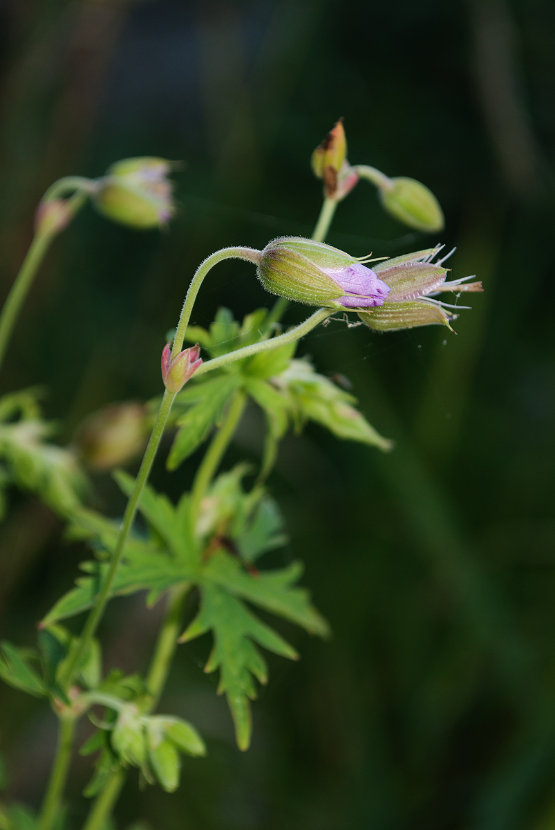 Изображение особи Geranium affine.