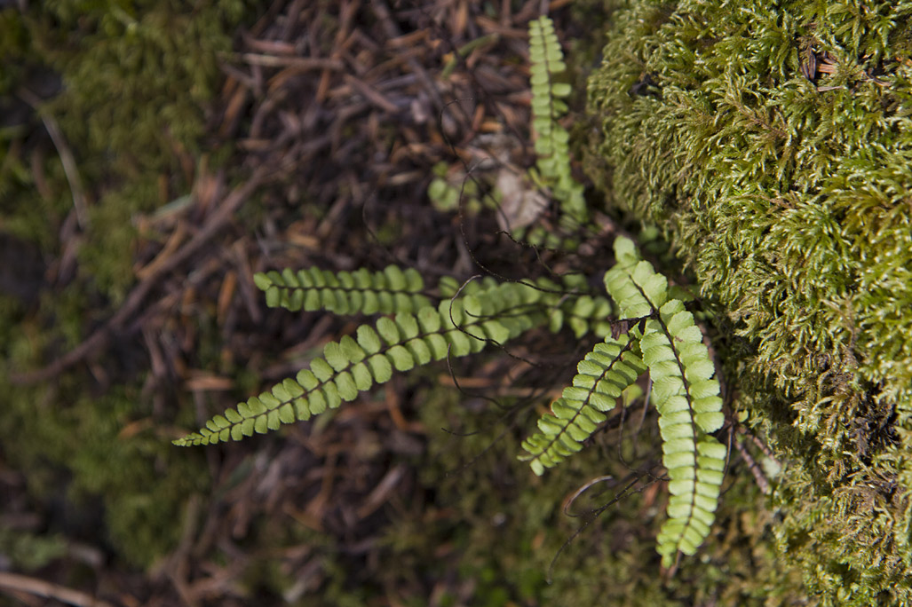 Image of Asplenium trichomanes specimen.