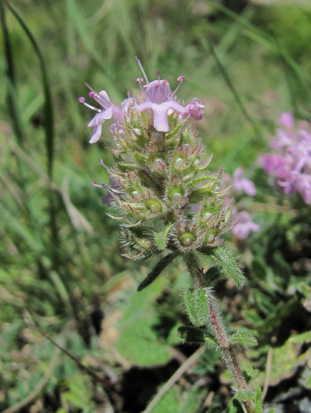 Image of Thymus elisabethae specimen.