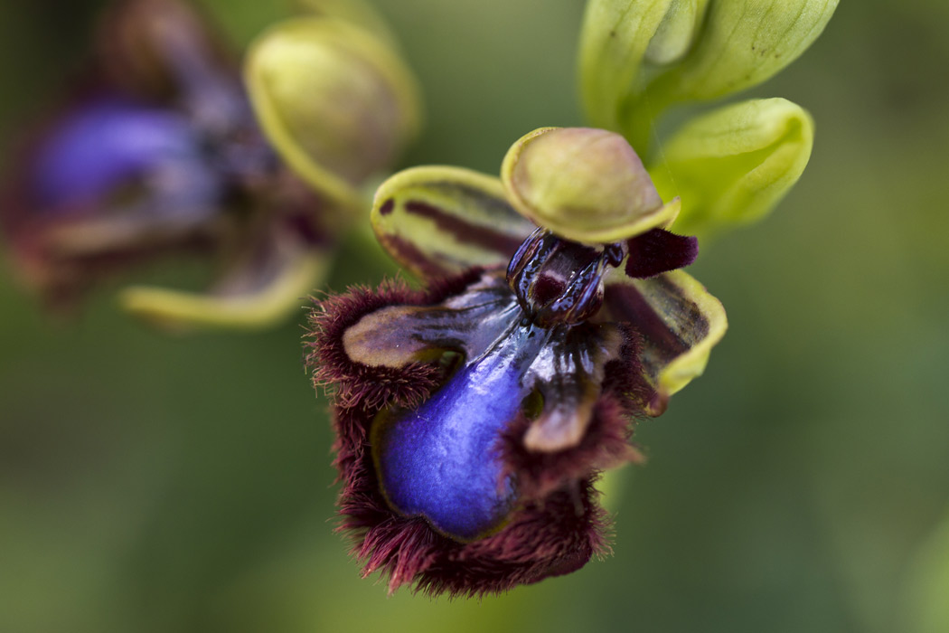 Image of Ophrys speculum specimen.