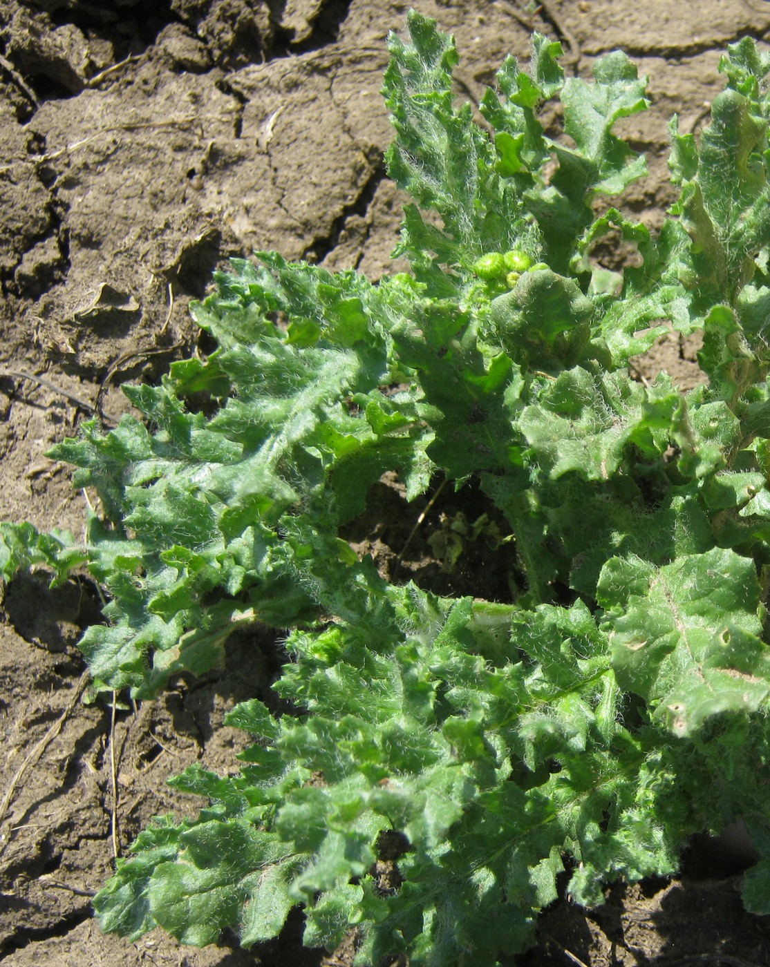 Image of Senecio vernalis specimen.