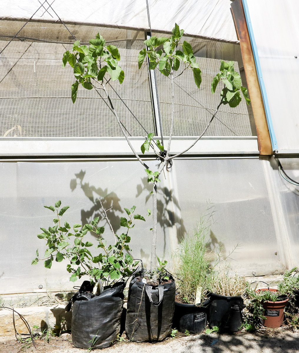 Image of Ficus palmata specimen.