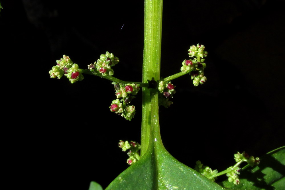 Изображение особи Lipandra polysperma.