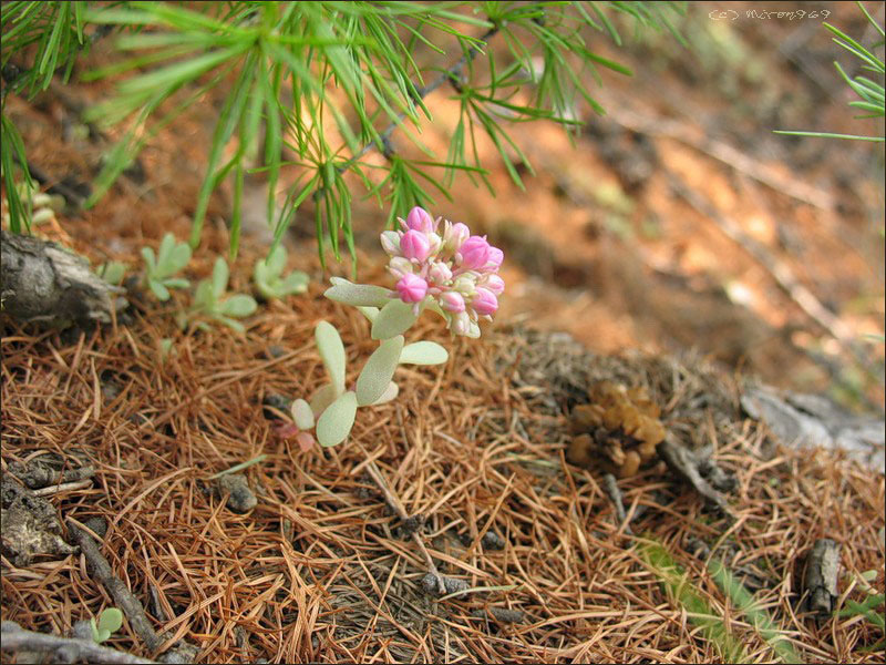 Image of Hylotelephium cyaneum specimen.