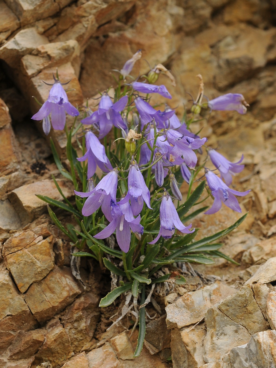 Image of Campanula capusii specimen.