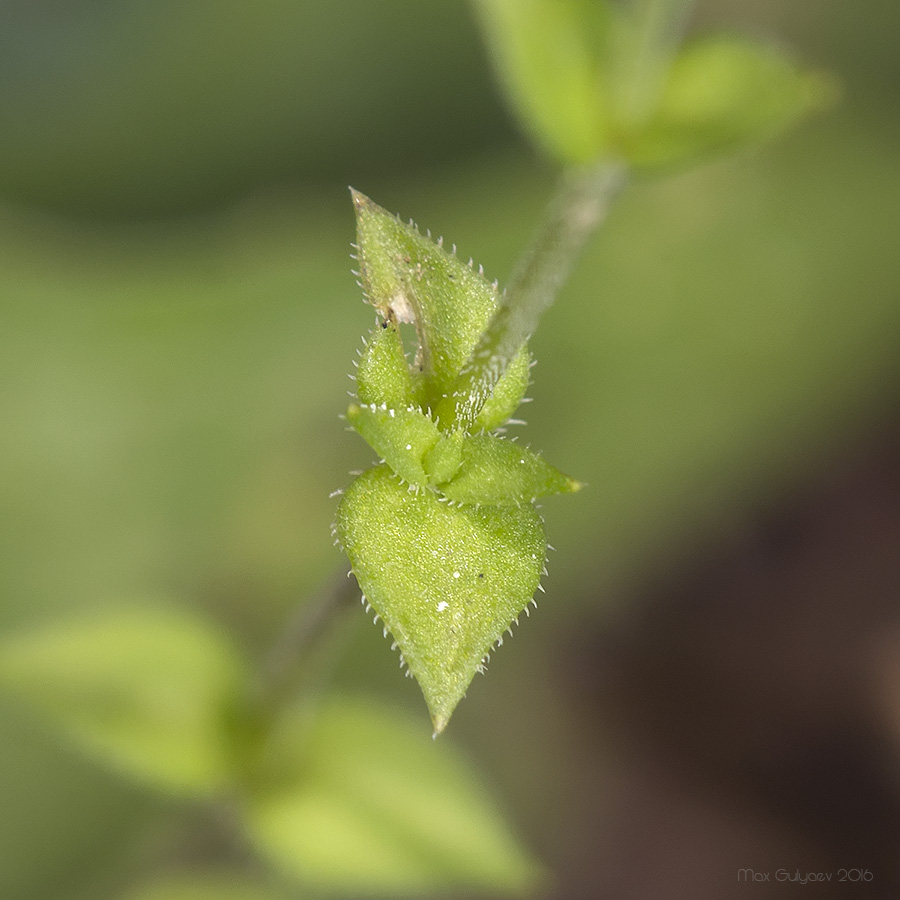 Изображение особи Arenaria serpyllifolia.