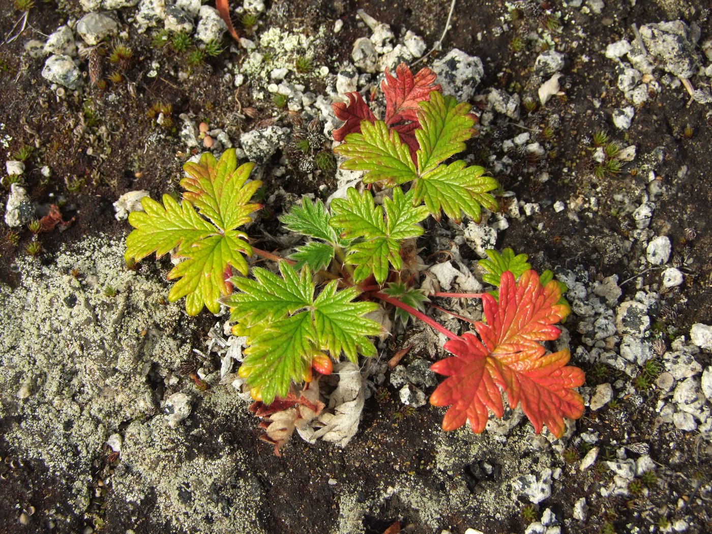 Image of Potentilla rupifraga specimen.