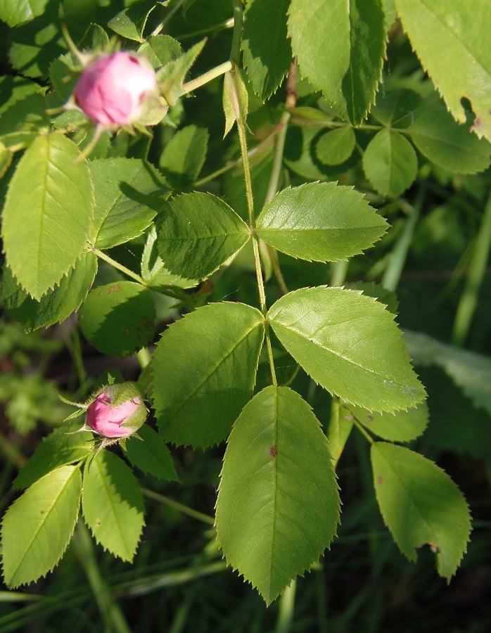 Image of genus Rosa specimen.