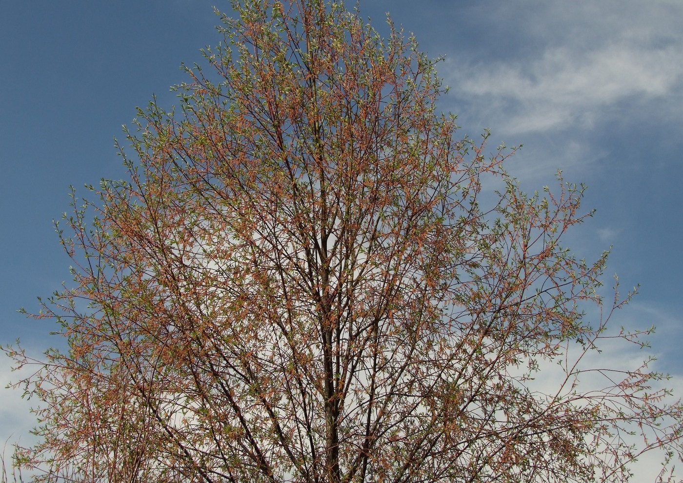 Image of Chosenia arbutifolia specimen.