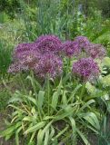 Allium cristophii