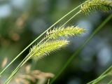 Agropyron pectinatum. Соцветия. Иркутская обл., Шелеховский р-н, окр. с. Шаманка, у подножия Шаманского утёса. 07.07.2016.