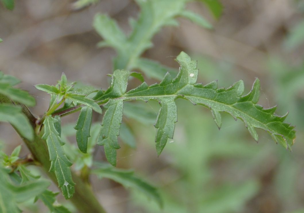 Image of Verbascum roripifolium specimen.