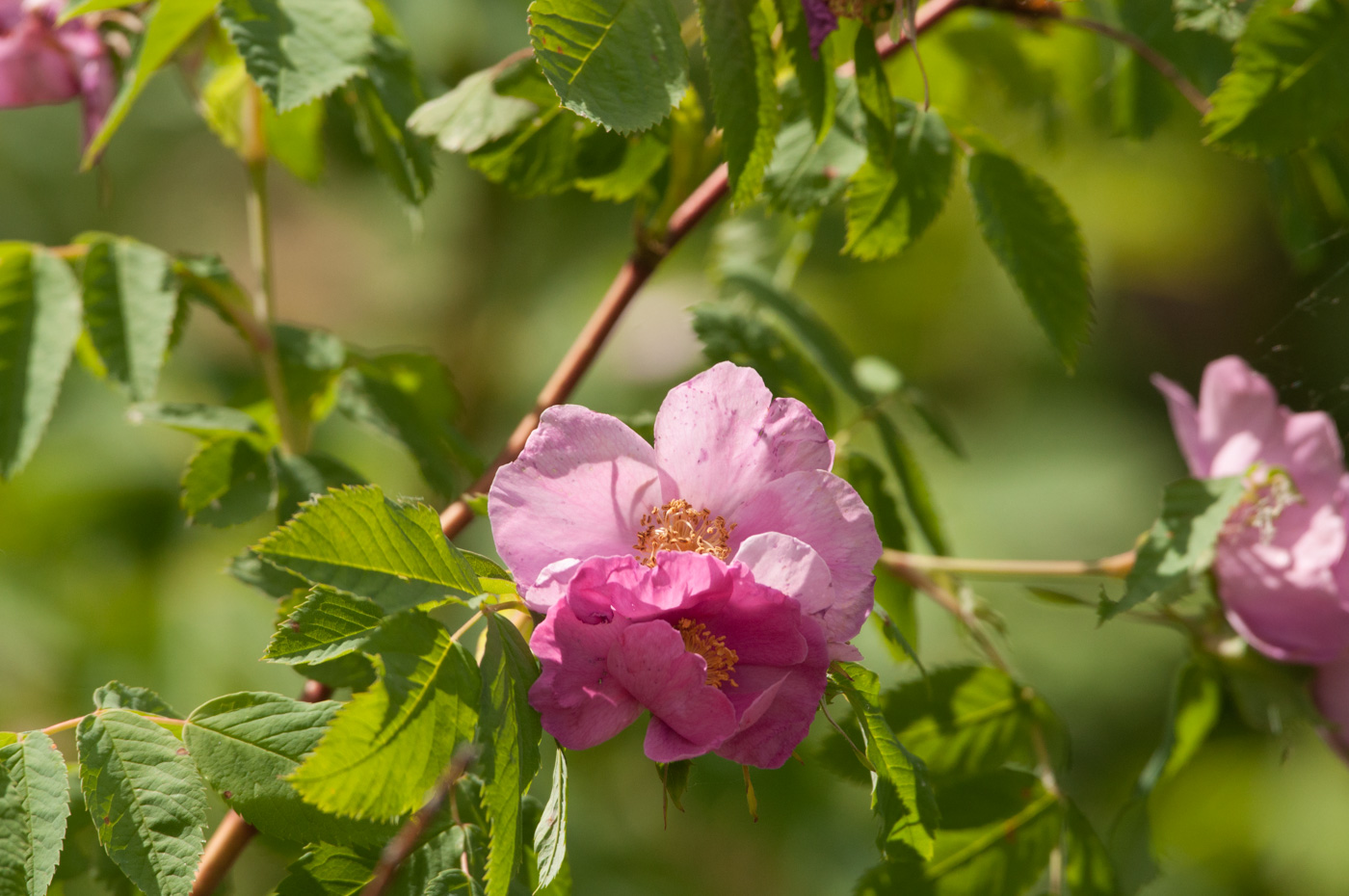 Image of Rosa glabrifolia specimen.