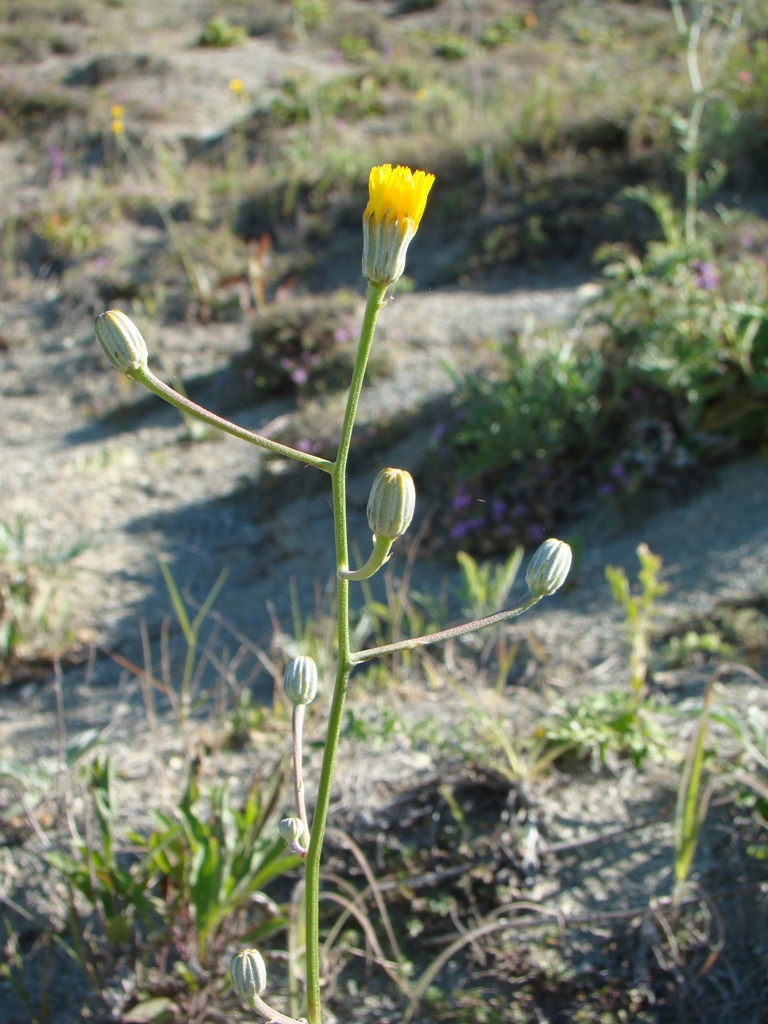 Image of Crepis pannonica specimen.