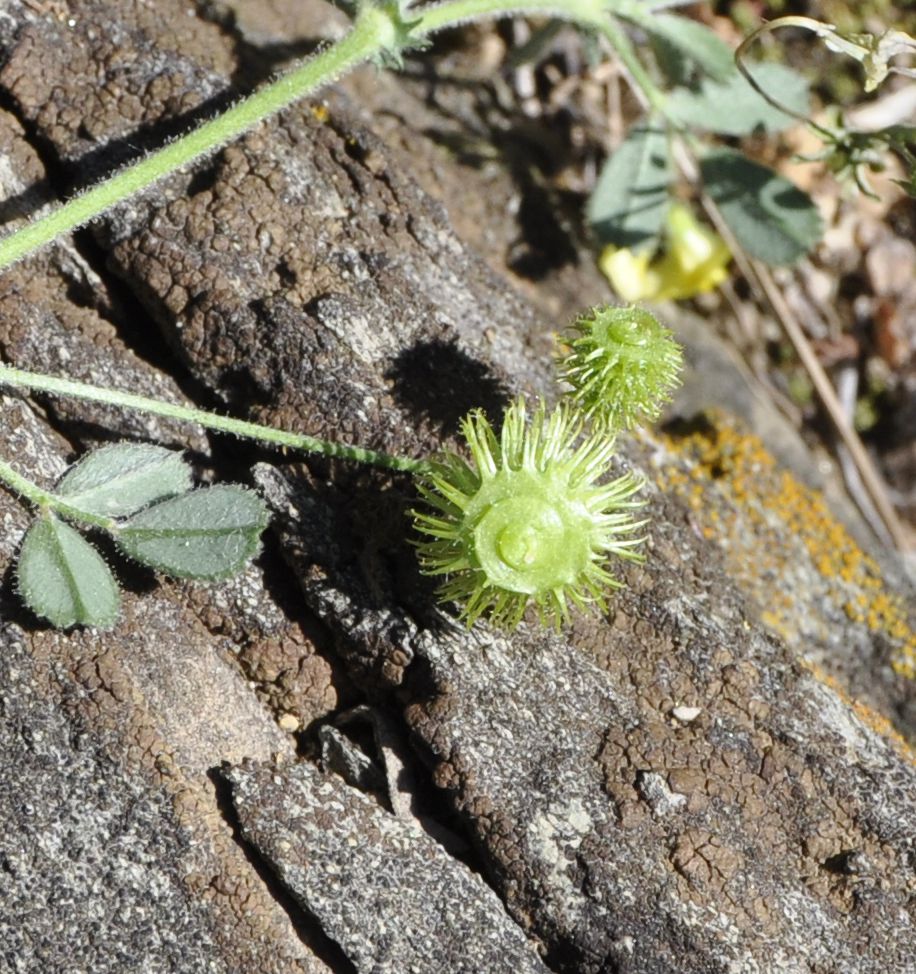 Image of genus Medicago specimen.