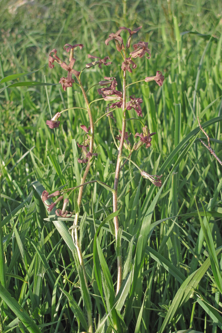 Изображение особи Hesperis tristis.