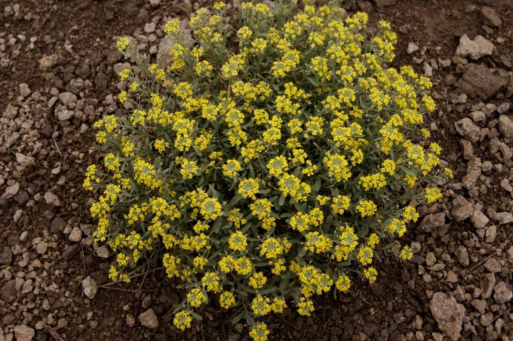 Image of genus Alyssum specimen.