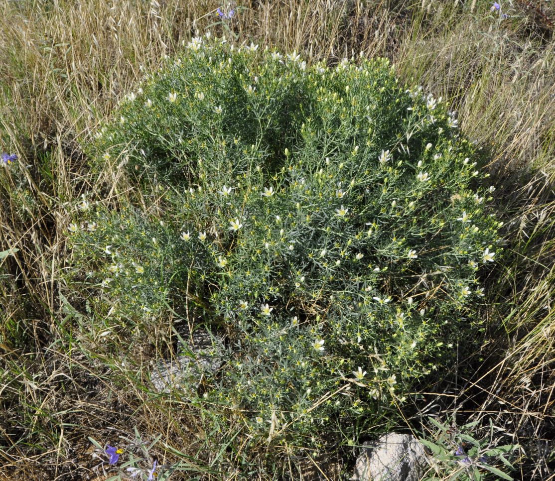 Image of Peganum harmala specimen.