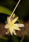 Смотреть изображение Stellaria holostea