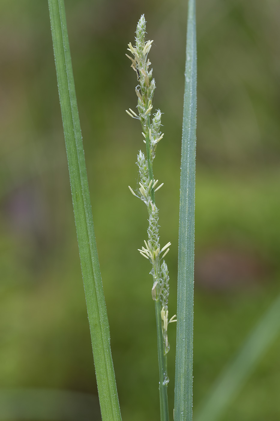 Image of Carex canescens specimen.