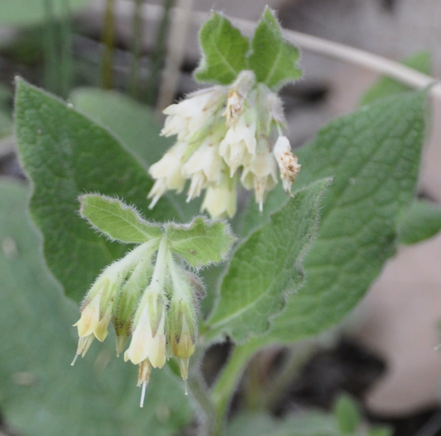 Image of Symphytum bulbosum specimen.