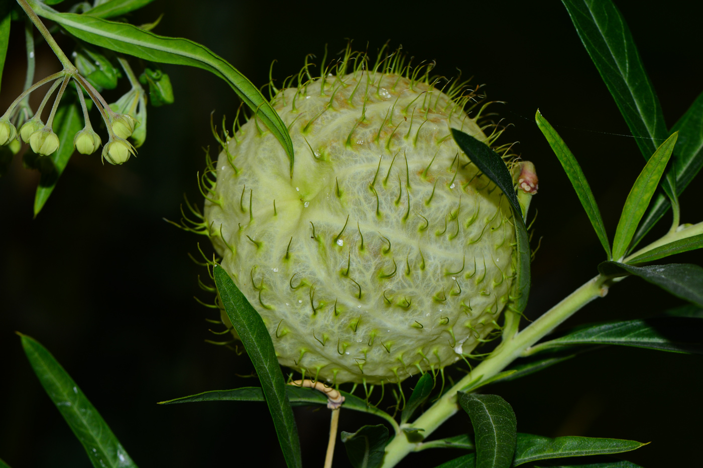 Image of Gomphocarpus physocarpus specimen.