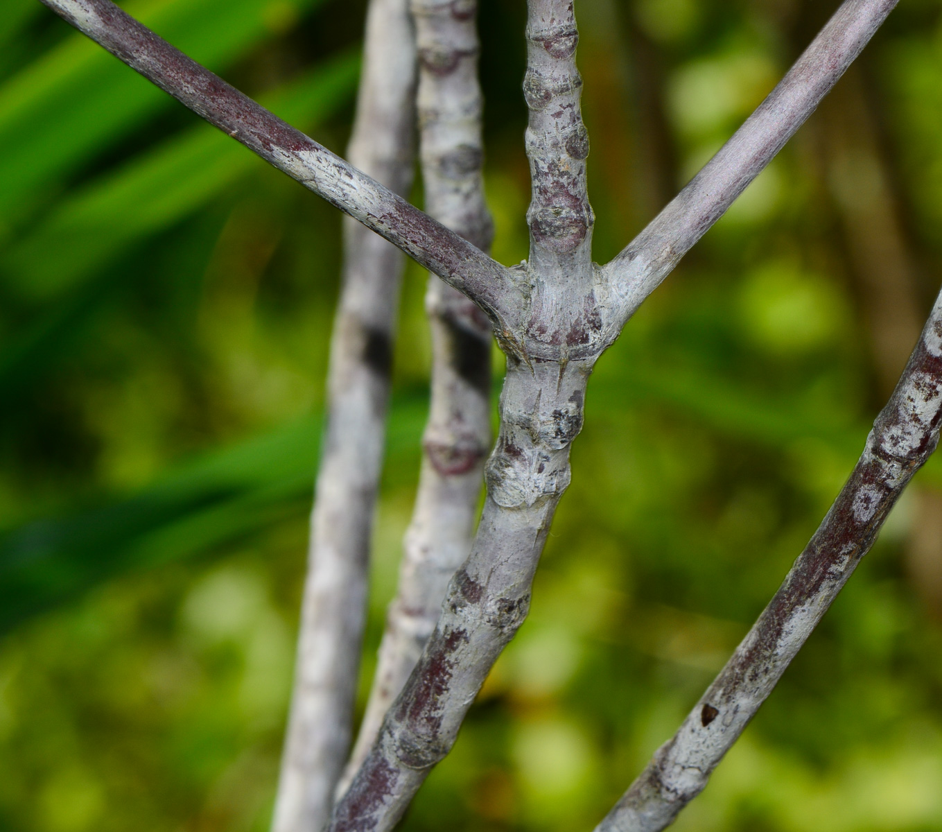 Image of Rhizophora apiculata specimen.