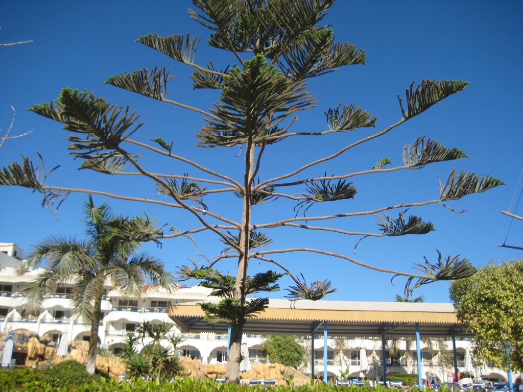 Image of Araucaria heterophylla specimen.